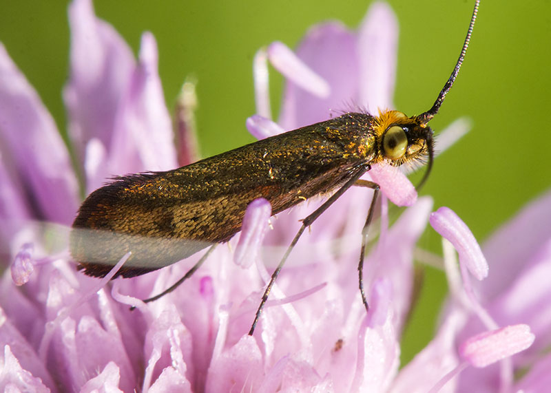 Nemophora metallica  ♂ e ♀, Adelidae